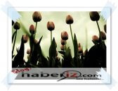 Lale devrinde yenilikler