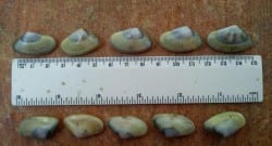 Komşumuzla 5 santimlik ortaklık