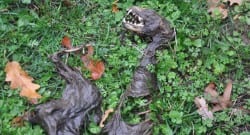 Esrarengiz iskelet bakın ne çıktı!