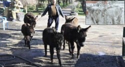 Buz tutan eşekler bakın şimdi ne durumdalar!