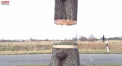 Ağaç ile illüzyon(ilizyon) yapmak