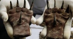 Peru’da insan pençeleri bulundu!