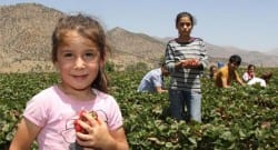 Çözüm süreciyle köylerine dönenler, çilek üretimine başladı!