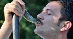 Yılan zannediliyor fakat onlar kertenkele!