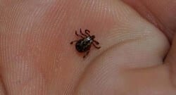 Tarım sigortası iş kazası dedi!