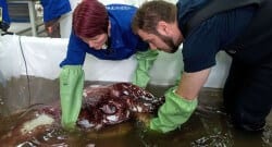 Devasal büyüklükteki canlının türü belirlendi!