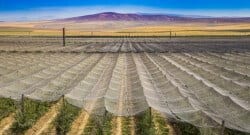 Avrupa’nın en büyük meyve bahçelerinden bir tanesi…