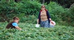 Fındık bahçesini çilek tarlasına çevirip büyük kar elde etti!