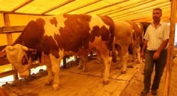 Kurbanlık çadırındaki kurbanları görenler şaşkına döndü!