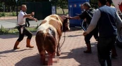 Kesimhaneden kaçan tosunu bu şekilde yakaladılar!