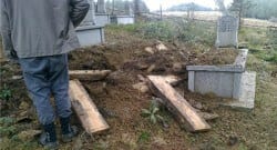 Aç kalan ayı, mezardan ceset çıkarıp yedi!