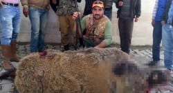 Denizli’de ‘Çal Canavarı’ lakaplı yaban domuzunu öldürdüler!