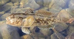 İngiliz nehirlerinde yabancı tür balık endişesi!