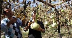 İnşaat işçisinin yaşamını değiştiren su kabağı!