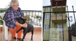 ‘Kira vermeyin köpeğime bakın’