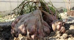 Bahçesinden çıkan patatesin büyüklüğüne inanamadılar!