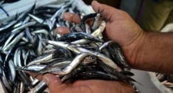 Hamsi bol miktarda avlanınca fiyatı düştü!