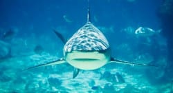 Köpek balığının midesinden insan kafası çıktı!