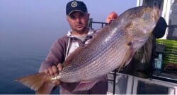 Balıkçının oltasına 1 metre 30 santimetrelik sinarit takıldı!