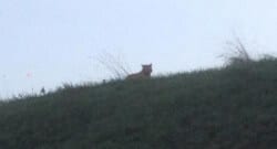 Paris’in içinde kaplan avı!