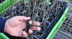 Serada trüf mantarı yetiştirmeyi başardı!