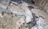 Hayvan barınağı yanında parçalanmış hayvanlar bulundu