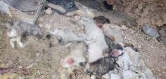 Hayvan barınağı yanında parçalanmış hayvanlar bulundu