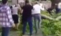 500 yıllık ağacın dalının kırılması sonucu 19 kişi yaralandı