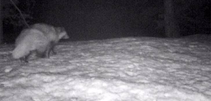 Koronavirüs bulaştırmada şüpheli olan Rakun köpeği Türkiye’de göründü